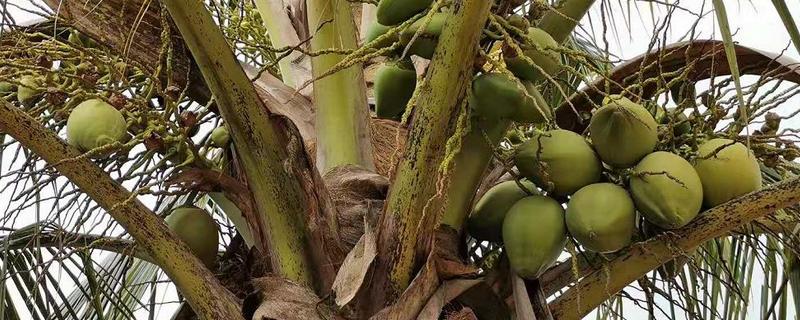 椰子树的种植方法，有哪些要点（椰子树种植知识）