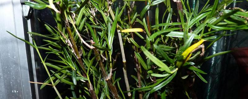 竹叶石斛怎么种植，有哪些技术要点 竹叶石斛种植方法