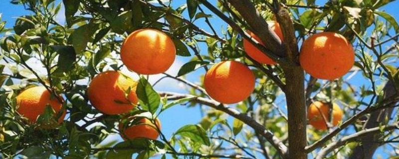 种植柑橘利润效益分析，附种植现状 柑橘种植栽培现状