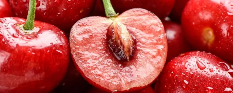 樱桃高效种植方法，有哪些技术要点 樱桃种植方法和注意事项