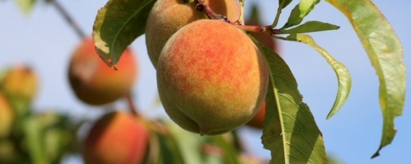 桃子怎么种植，有哪些技术要点（桃子的栽培技术）