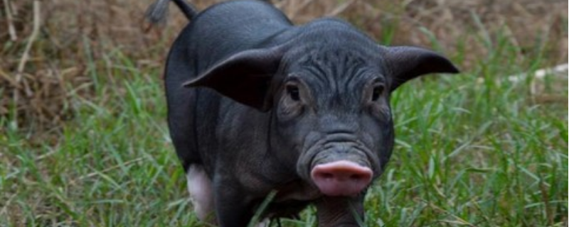 莆田黑猪养殖技术，附外形特征和品种性能