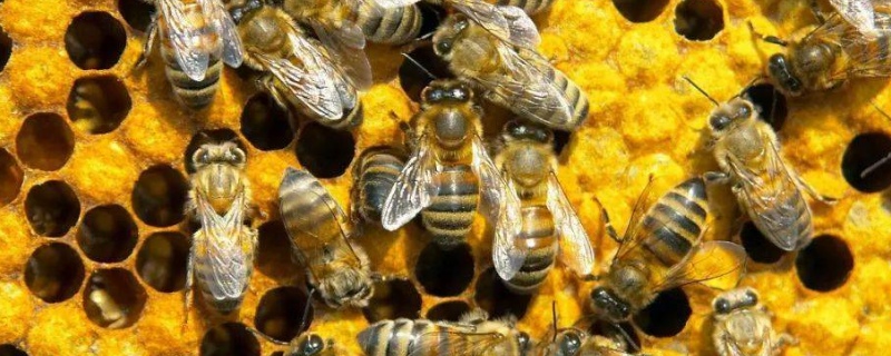 冬天怎么养蜂，主要可采取哪些措施（养蜂怎样过冬）