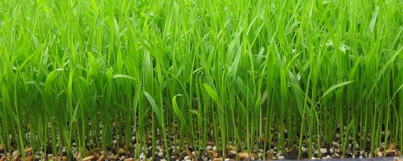 水稻育苗要点有哪些，附其需肥规律（水稻的种植技术与管理ppt）