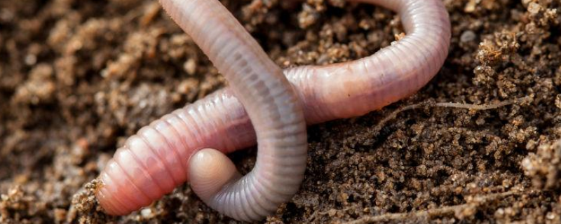 蚯蚓的养殖方法，有哪些注意事项 如何养殖蚯蚓?蚯蚓养殖的四种技巧