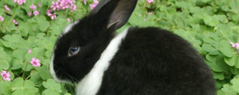 如何养荷兰兔，有哪些注意事项 荷兰兔好养活吗
