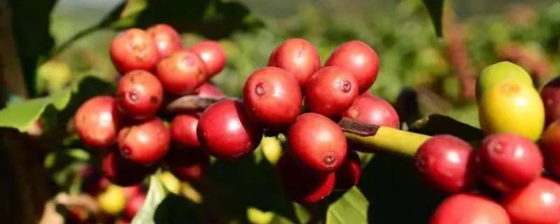 咖啡的种植方法，有哪些技术要点 咖啡如何种植技术