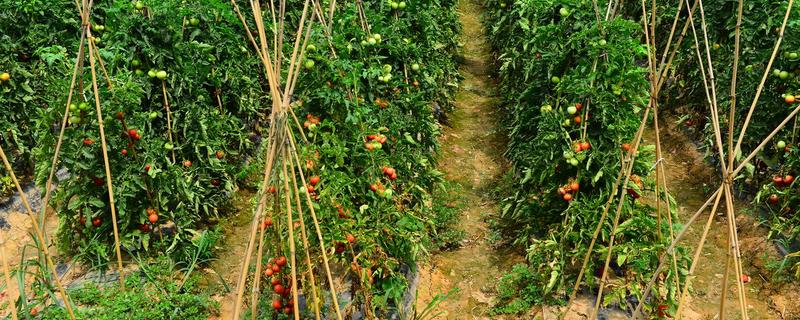 蕃茄的种植管理，有哪些技术要点 番茄的栽培要点
