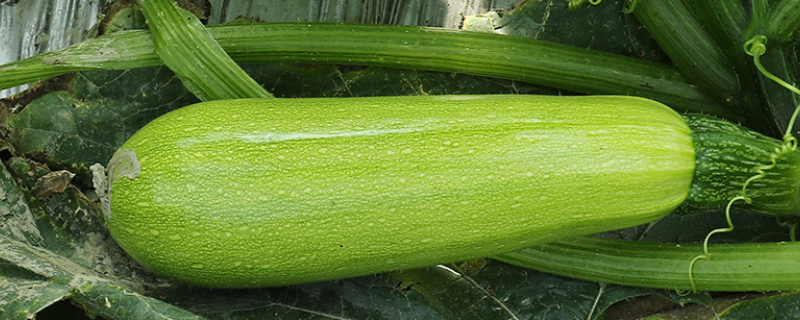 多籽角瓜的种植方法，附其温湿度、光照、土壤等要求