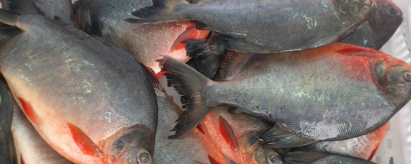 红鲳鱼养殖技术，附生活习性 红鲳鱼在什么地方生活