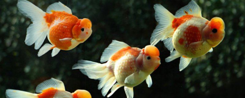 家庭金鱼该怎么养，这五点是关键 你知道养金鱼的方法吗
