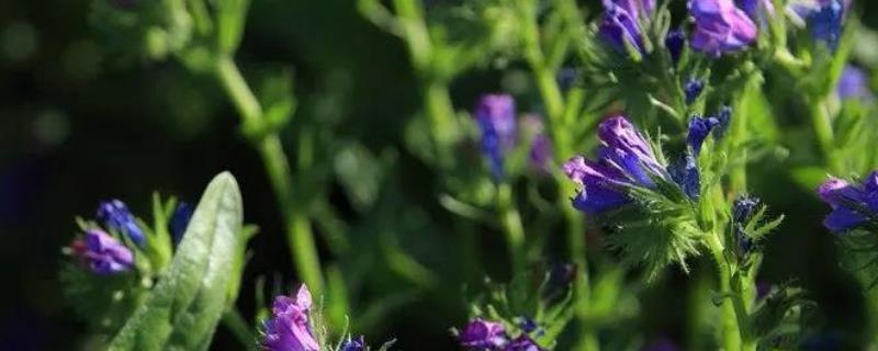 紫草高产栽培技术，附生长习性（紫草种植条件）
