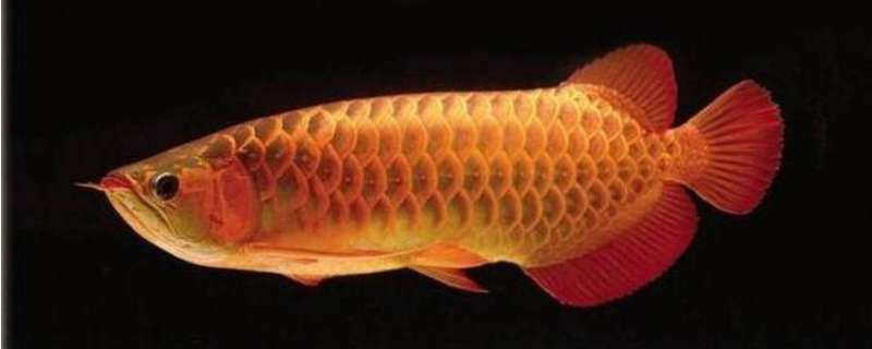 金龙鱼的繁殖方式，金龙鱼该怎么养 金龙鱼怎样繁殖