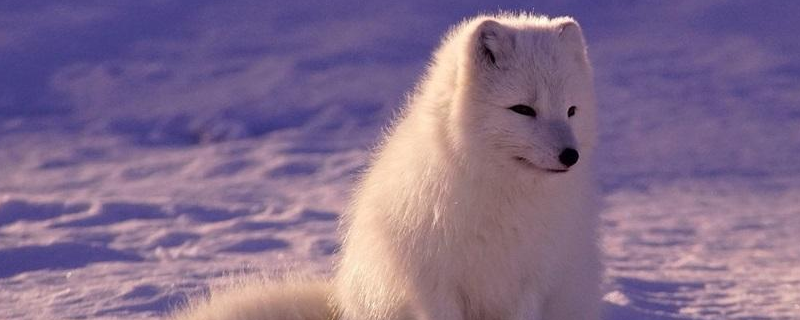 雪狐繁殖期是什么时候，人工饲养方法详细介绍