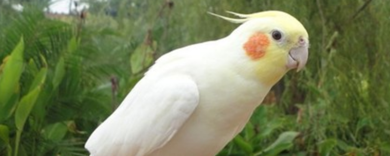 玄凤是如何过冬的，玄凤鹦鹉的主要品种有哪些
