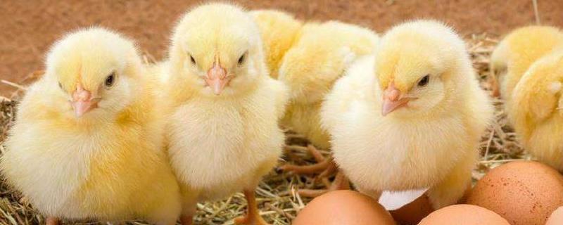 蛋鸡苗育雏技术，环境温度怎么选 蛋鸡育雏温度要求