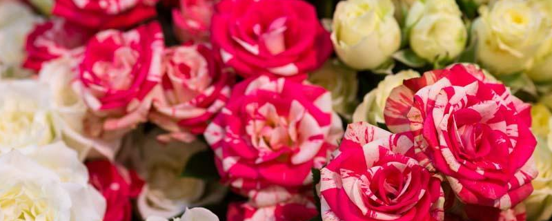 玫瑰花种子种植方法，详细介绍（玫瑰花种子的种植方法及养护）