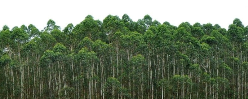 桉树种植技术，桉树种植环境要求 桉树的生长环境有哪些要求