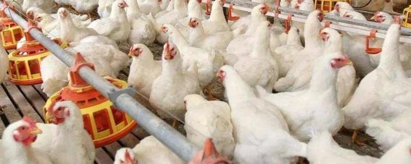 肉鸡养殖技术，鸡舍的场地选择 养鸡场鸡舍建设标准