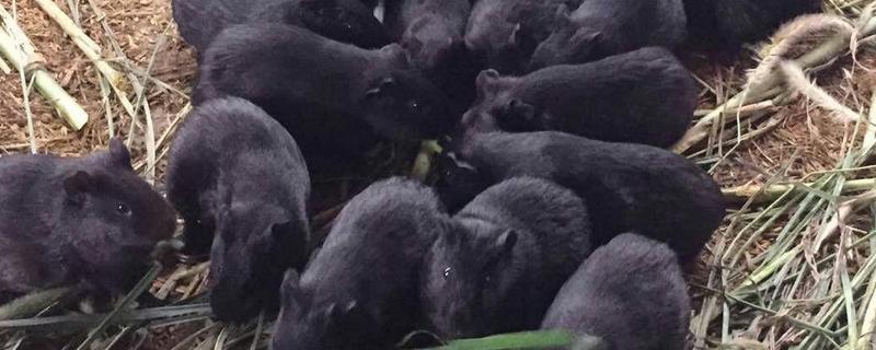 中华黑豚养殖技术，黑豚的疾病防治 中华黑豚养殖技术视频