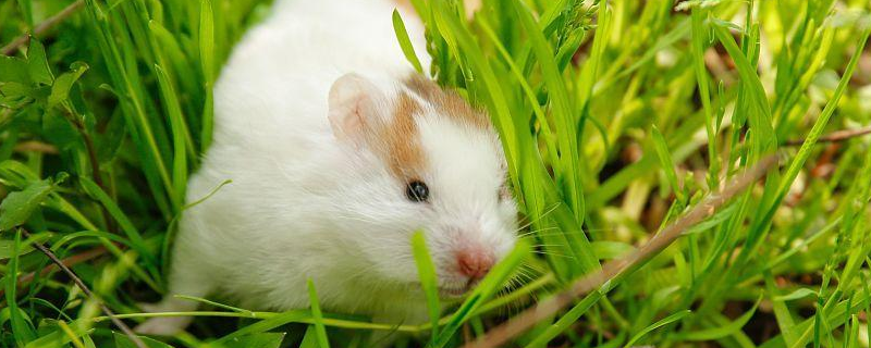 家养仓鼠会染上鼠疫吗，鼠疫的传播途径有哪些