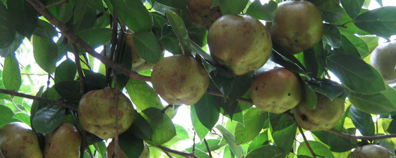 茶油树种植技术，主要有以下几点 茶油树种植条件