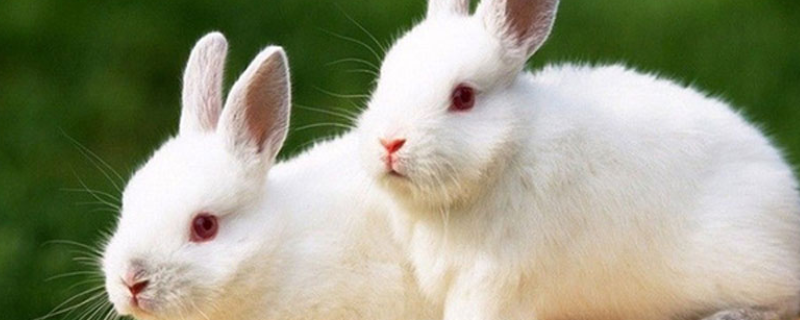 宠物兔养殖有哪些注意事项 宠物兔子养殖注意事项