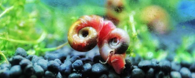 苹果螺的养殖方法，这七点是关键（苹果螺怎么养?苹果螺吃什么?）