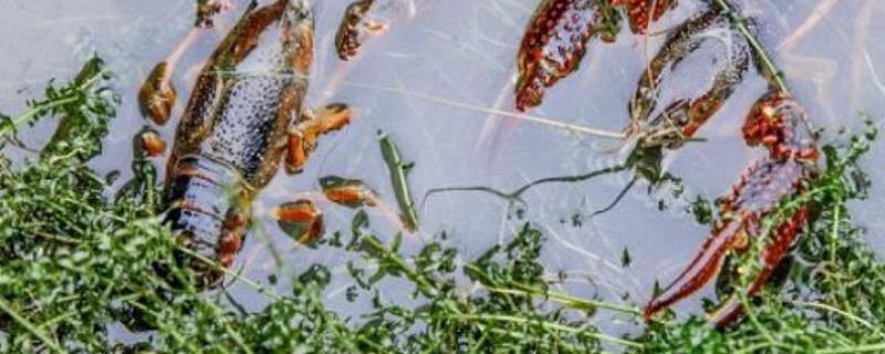 龙虾池水草种植技术，附品种的选择 龙虾养殖水草栽植品种