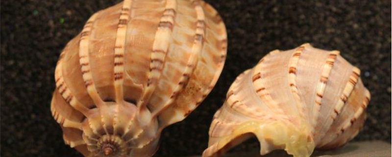 海螺的养殖方法，有哪些要点（海螺怎么养殖技术）