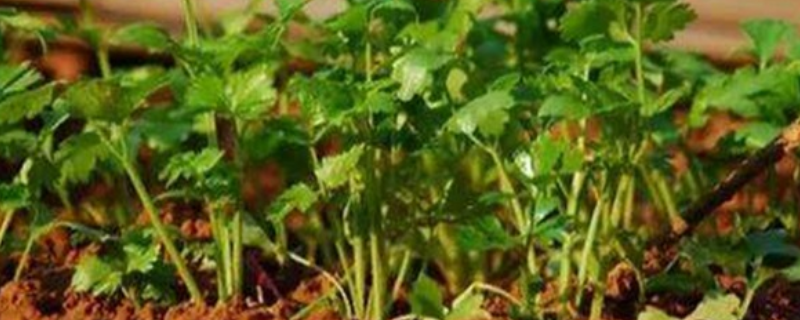 怎样种植香菜，种植技术要点有哪些 怎样种香菜的过程 种植方法