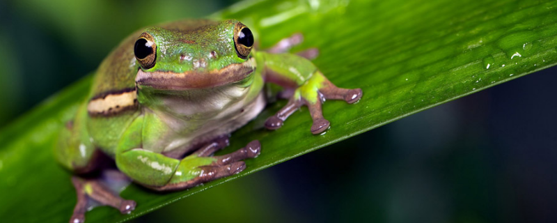 青蛙的饲料配方有哪些，根据青蛙食性进行合理的饲养管理