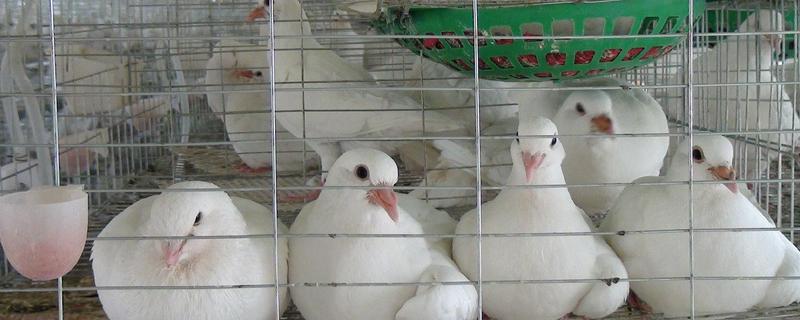 肉鸽养殖前景怎么养 肉鸽养殖前景怎么养好