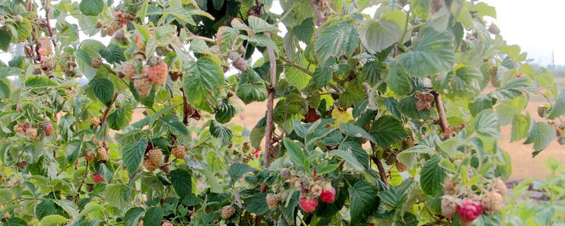 怎样种植树莓，种植树莓有什么前景 树莓怎样种植技术