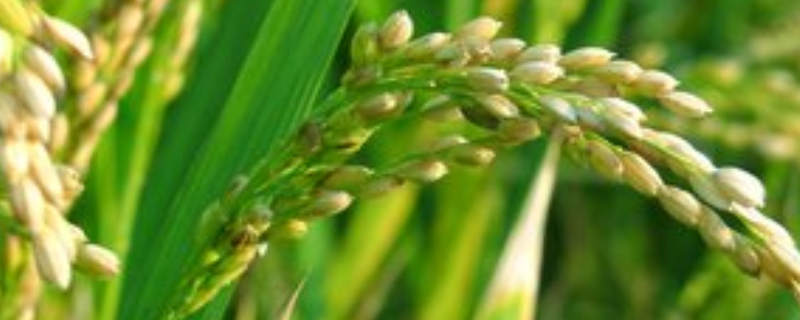 水稻有哪些常见病虫害，怎样防治 水稻有哪些常见病虫害,怎样防治好