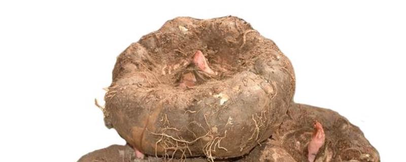 魔芋高产种植技术，如何施肥（魔芋栽培技术和肥料）