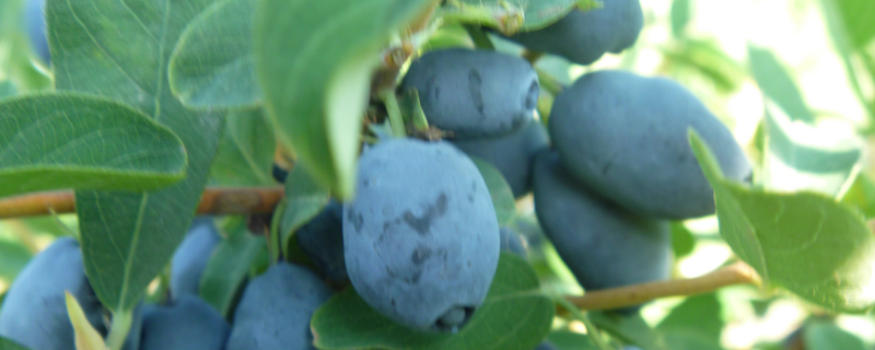 蓝靛果结果需要几年，附种植方法（蓝靛果的栽培技术）