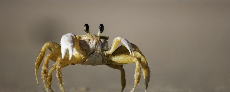 小螃蟹该如何养活，小螃蟹怎么吃 小螃蟹吃什么怎么养