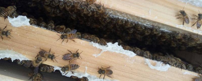 土蜜蜂的养殖方法，怎样挑选蜂箱 土养蜜蜂蜂箱尺寸