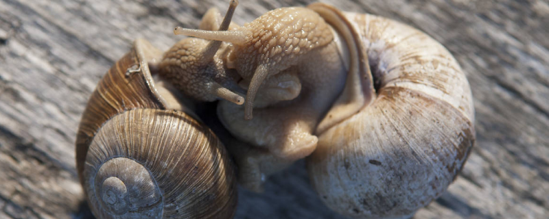 蜗牛养殖的饲养条件，附详细介绍（蜗牛养殖方法介绍）