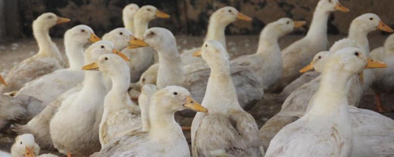 鸭子要如何养殖，附鸭子的生活习性 鸭子怎么养殖知识