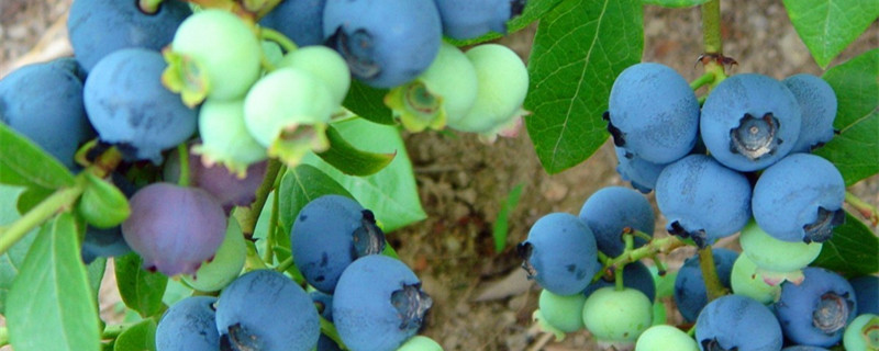 适合北方的蓝莓品种 适合北方的蓝莓品种有几个