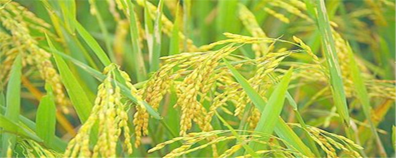 水稻苗床固体调酸产品