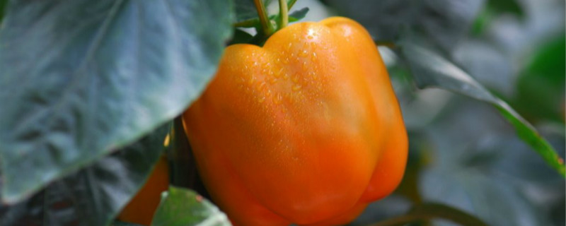 甜椒种植时间和方法