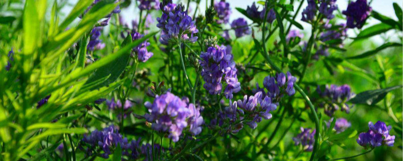 紫花苜蓿草怎么种植（紫花苜蓿的种植技术）