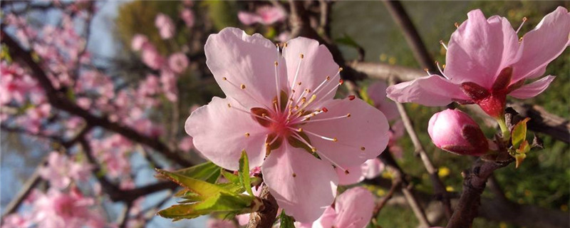 桃树上防冻剂有哪些 桃树喷防冻剂可以防冻吗