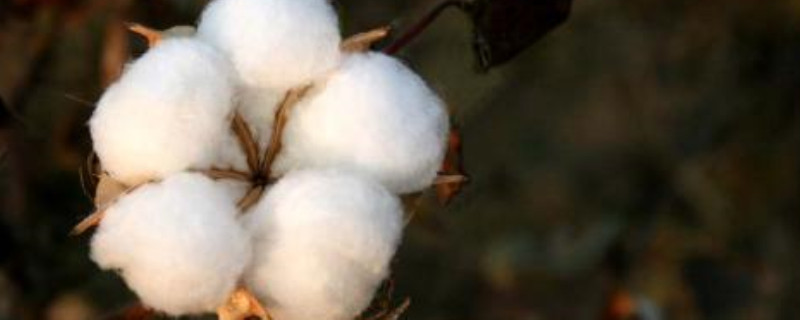 新陆中68棉花品种特性（新陆中62棉种的产量）