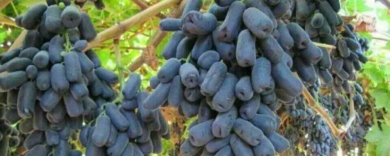 甜蜜蓝宝石葡萄几月熟 蓝宝石葡萄成熟期多久