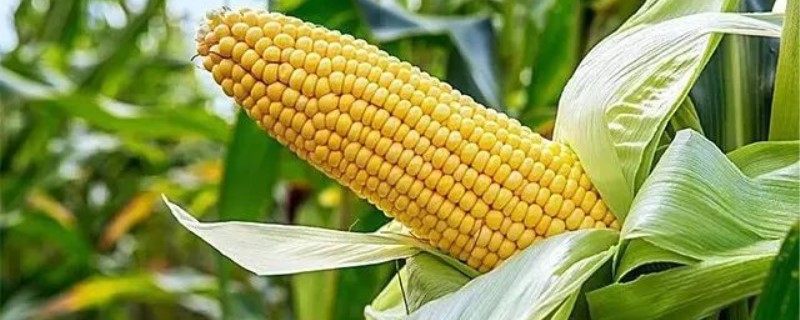 新单59玉米品种介绍