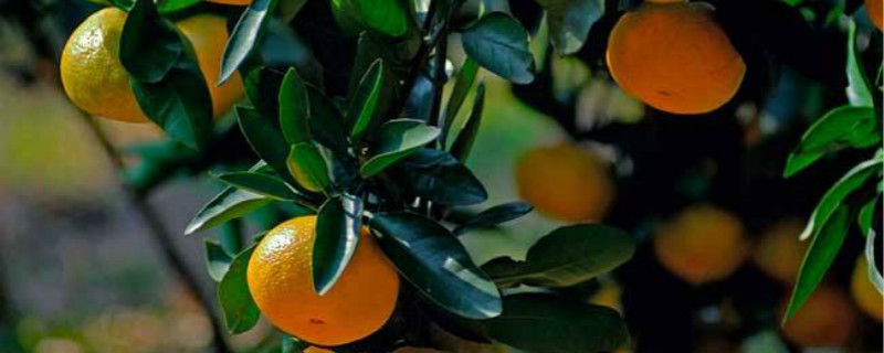 柑橘花蕾蛆打什么药